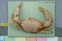 藏品(雙刺靜蟹)的圖片